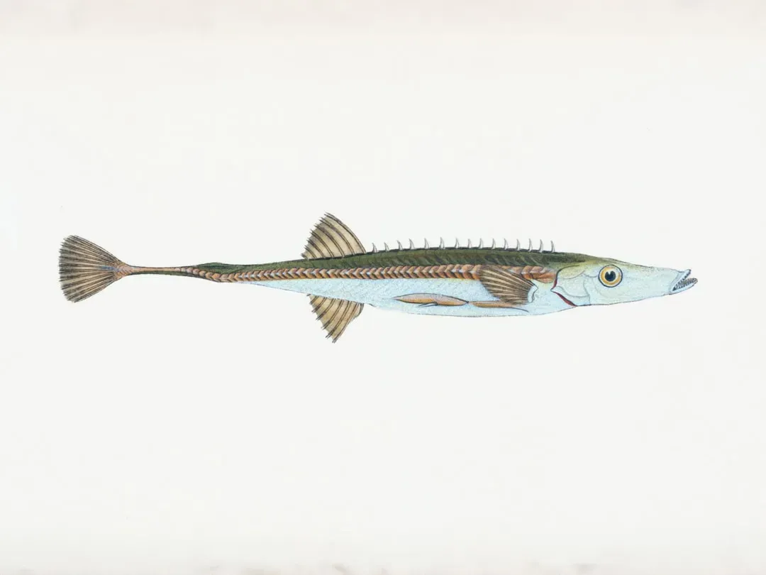 8 types of fish you should never order at a steakhouse