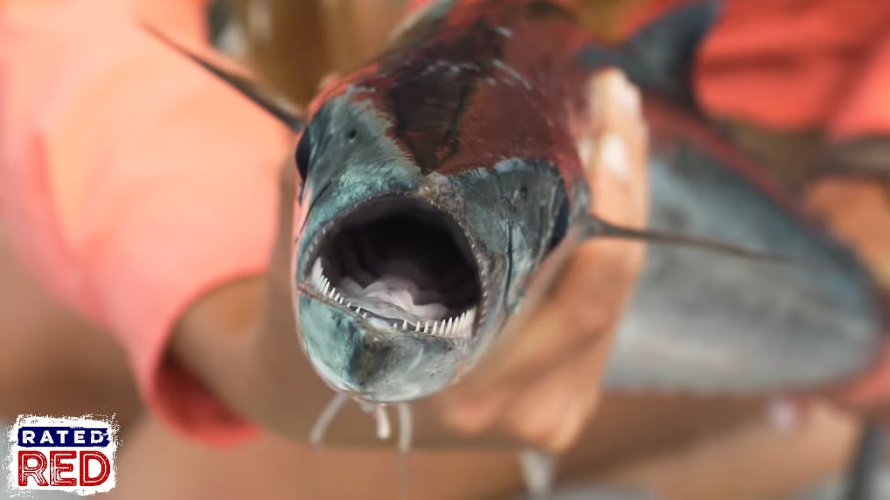 Incredible fishing adventure unfolds on the Florida coast