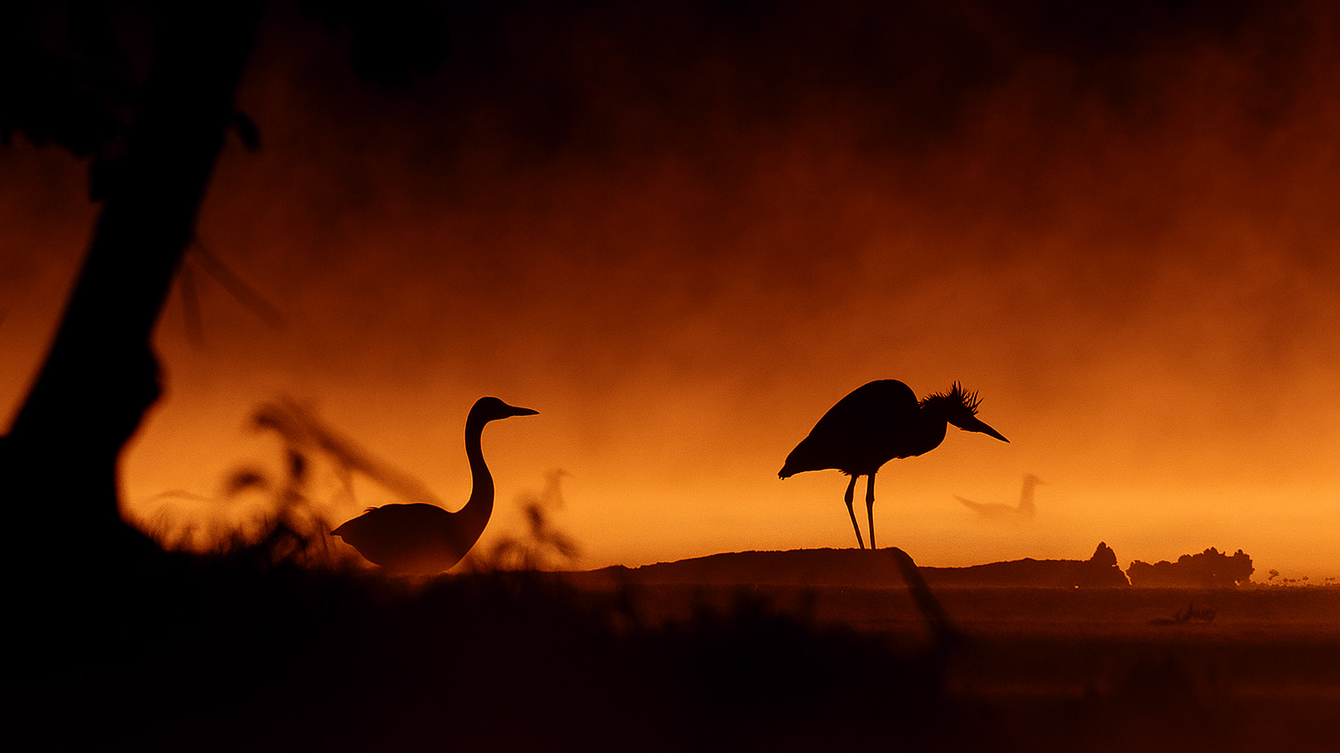 Graceful figures in rising mist