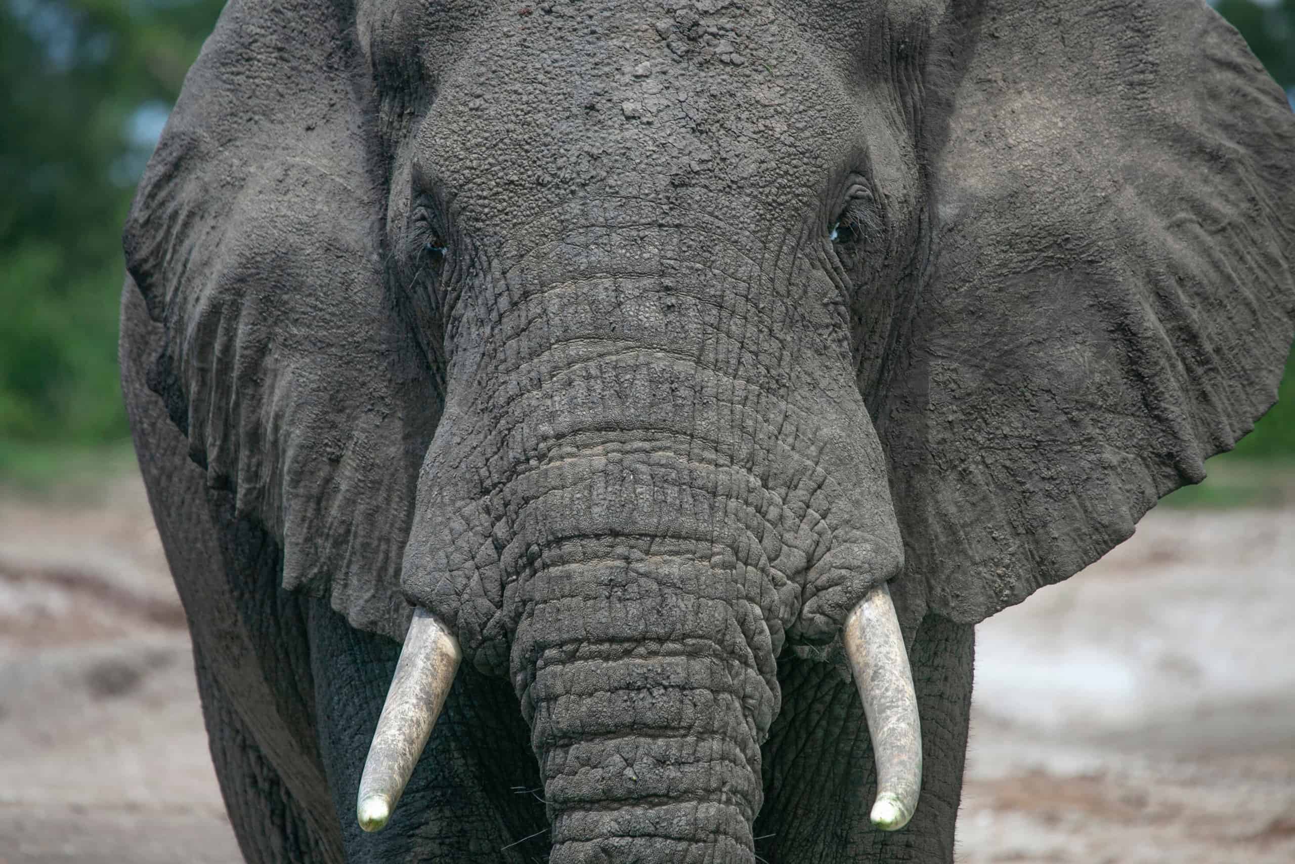 Scientists have found that some animals are right or left handed