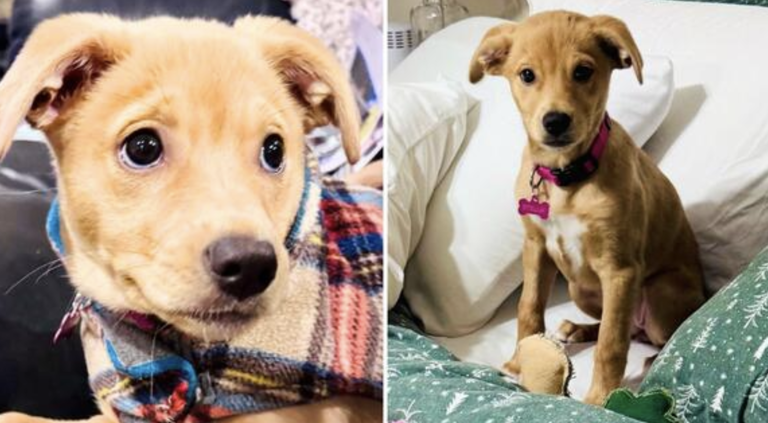 9lb puppy is searching for new home after devastating change in ...