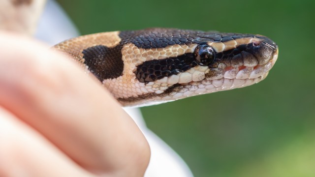Florida 'snake man' praised after capturing and removing 12-foot python ...