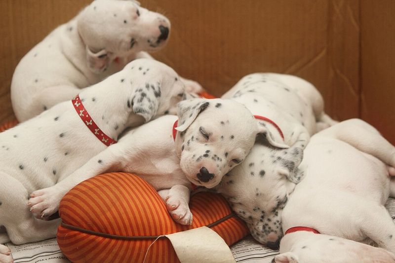 12 dog breeds born looking one way but changing fast – see what to expect