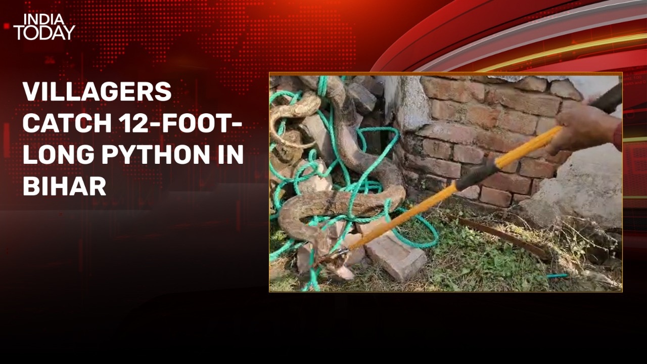 Video: 12-foot-long python spotted in Bihar village, causes panic