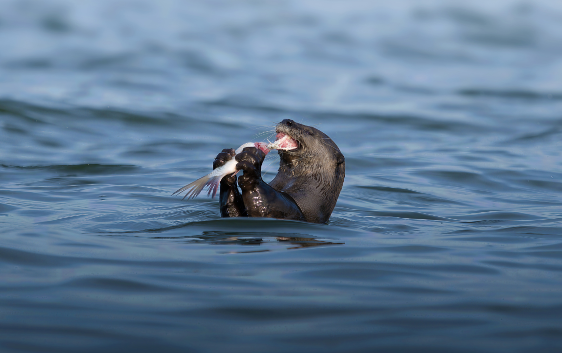 Tamil Nadu launches smooth-coated otter conservation initiative in ...