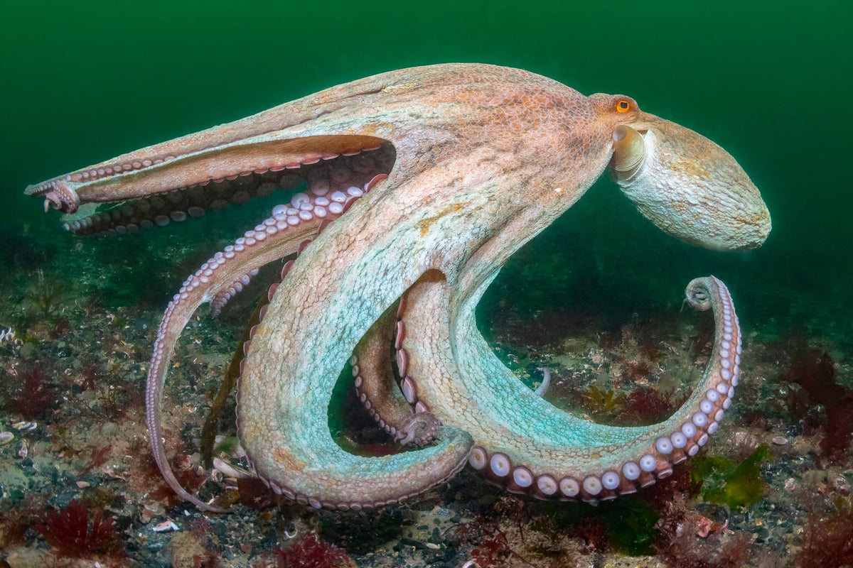 UK seas in 2025: ‘Incredible’ octopuses, pollution and some puffin good ...