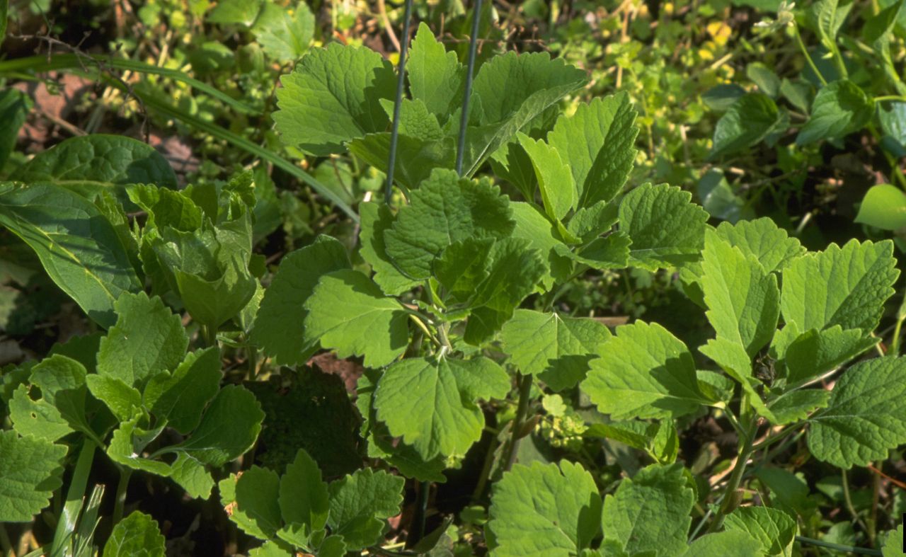 Allegheny spurge (Pachysandra procumbens)