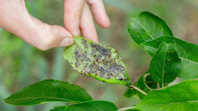 Hand holding leaf covered in aphids and ants