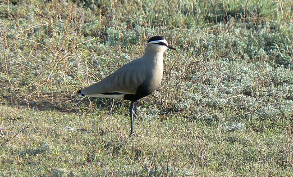 5 Fakta Menarik Sociable Lapwing, Burung Unik Eropa dengan Populasi Terancam
