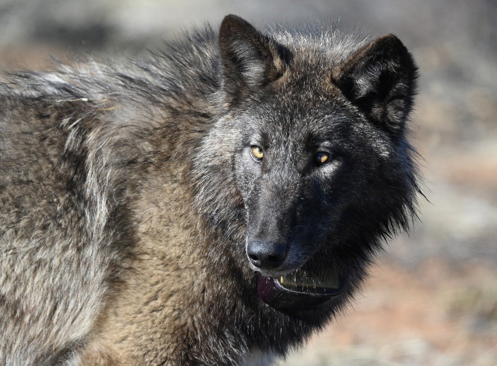 Public comment ends today on changes to Endangered Species Act