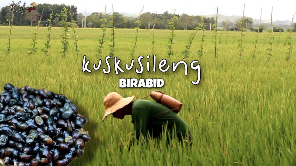 Harvesting Kuskusileng in the rice fields and embracing simple living