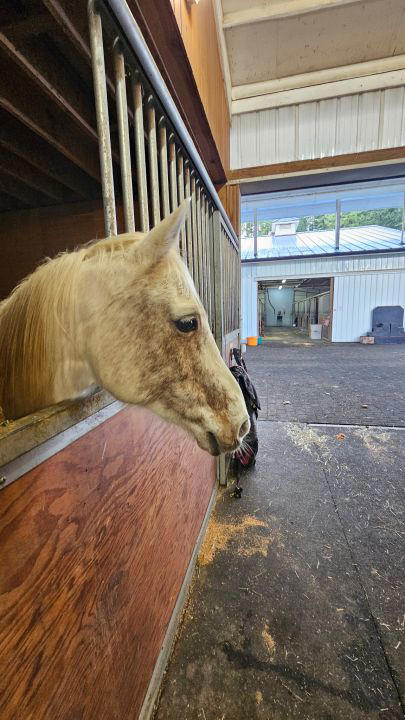 Community helps Eagle Creek riding school evacuate 21 horses after flood