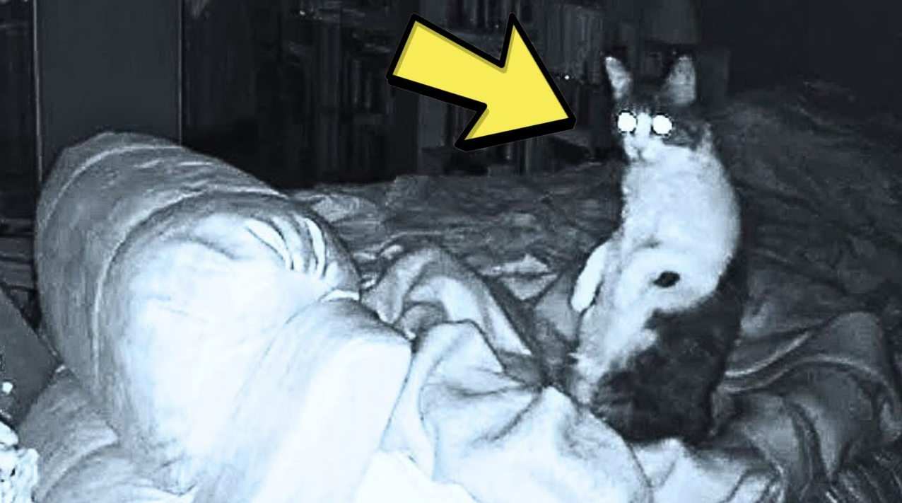 Man visits an abandoned house to rescue a cat and notices concerning ...