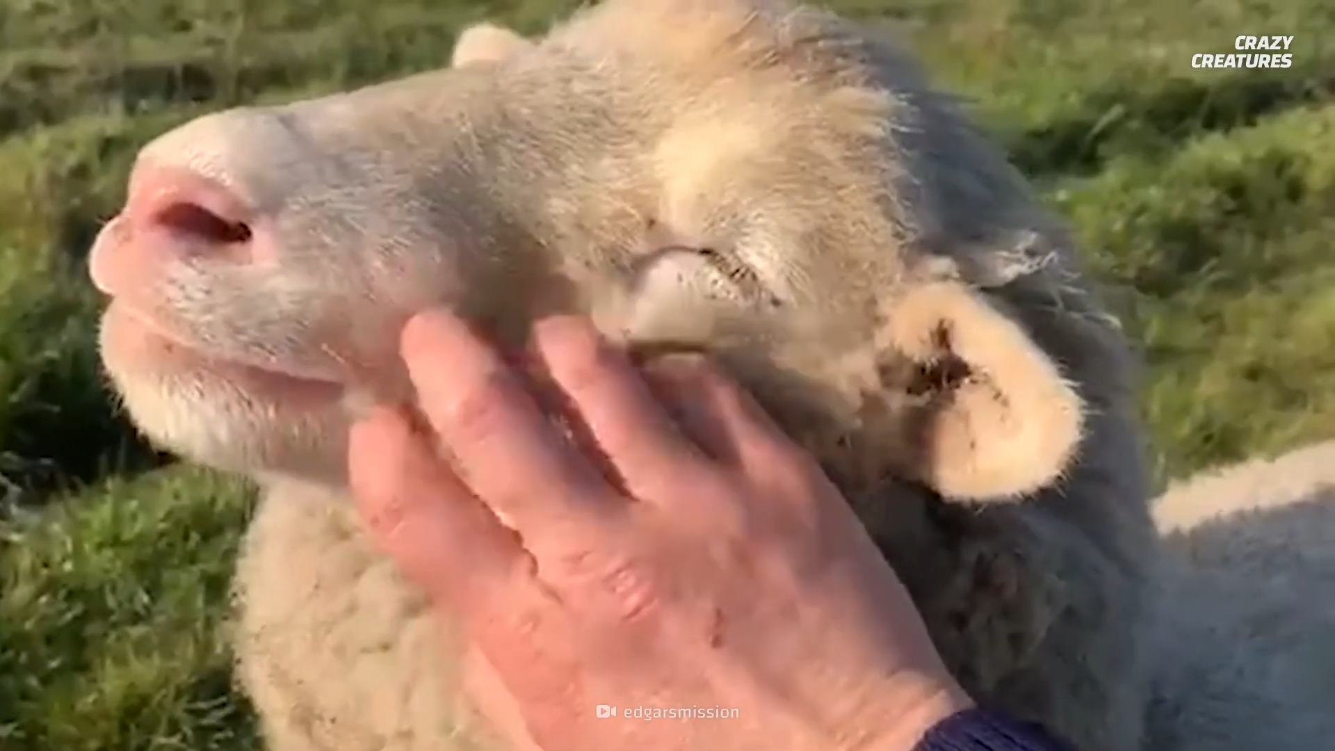 How a simple farm suddenly became home to a looping sheep anomaly