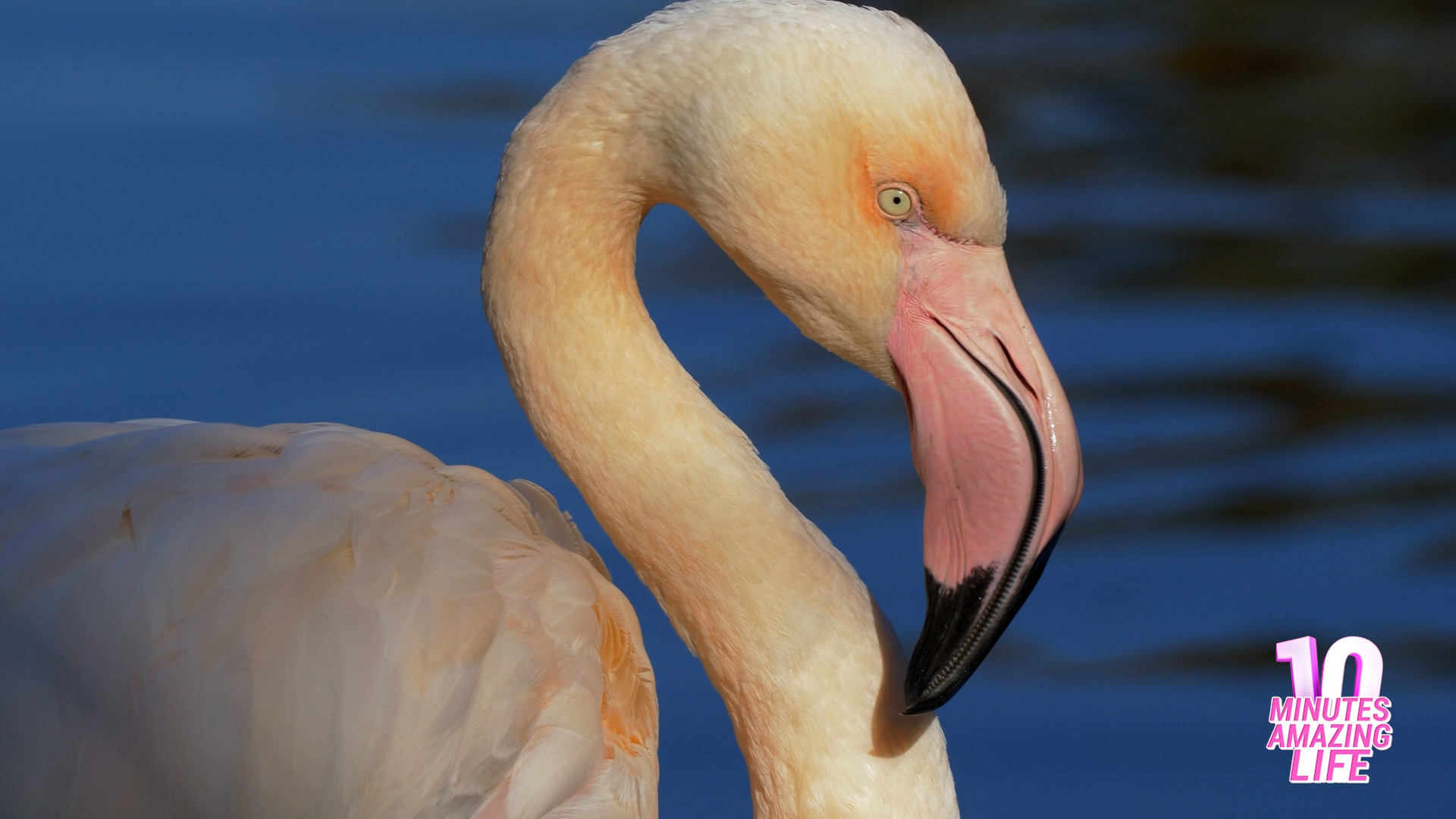 I captured a rare flamingo detail on camera