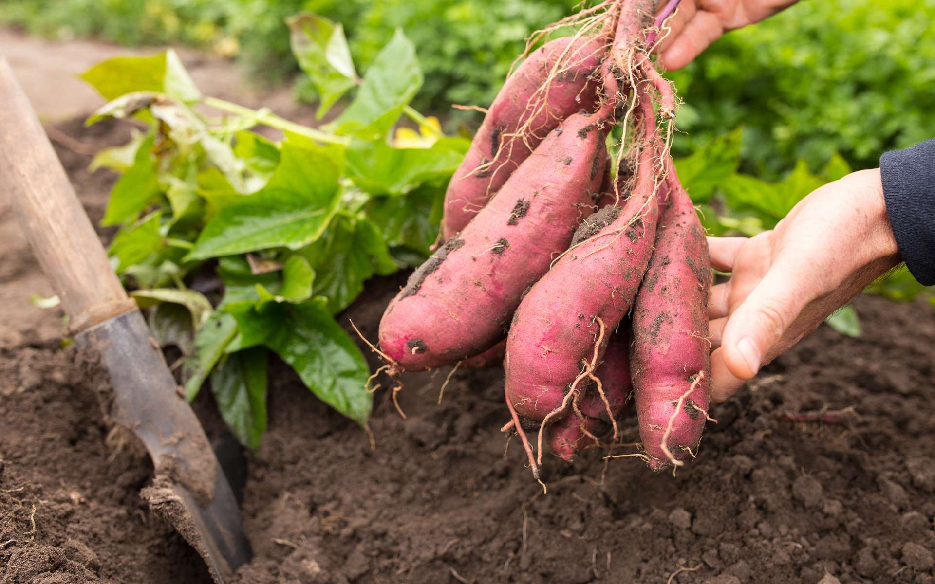Quand et comment récolter les patates douces pour bien les conserver — free download