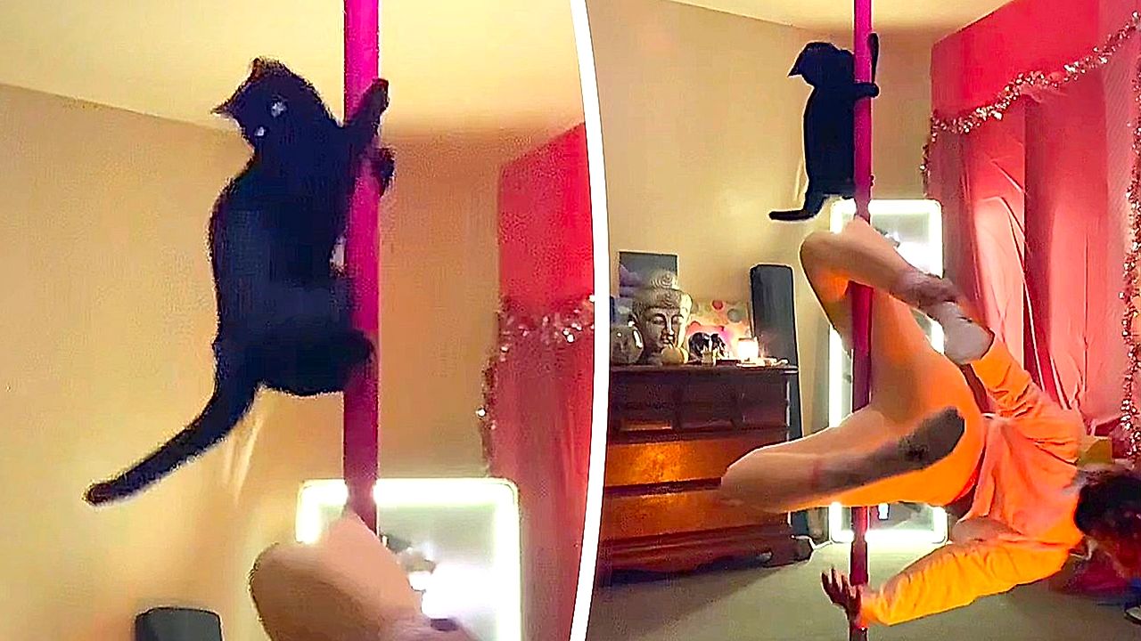 Cat steals the spotlight during pole dance practice