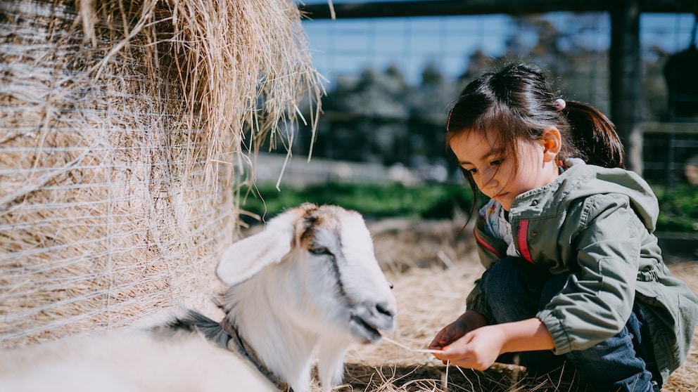 People attribute emotions to animals—but not thoughts