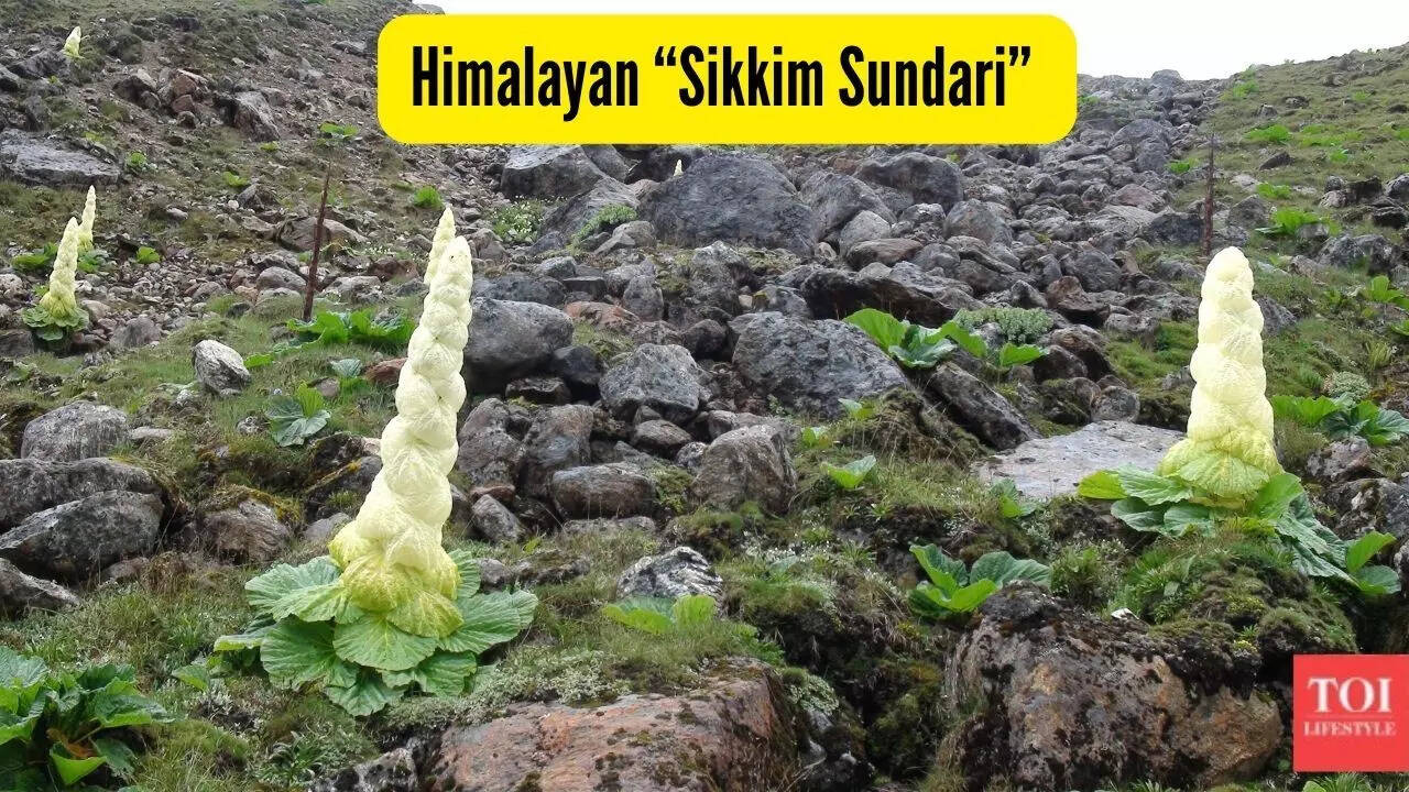 How Anand Mahindra’s post about this rare Himalayan 'Sikkim Sundari' is ...
