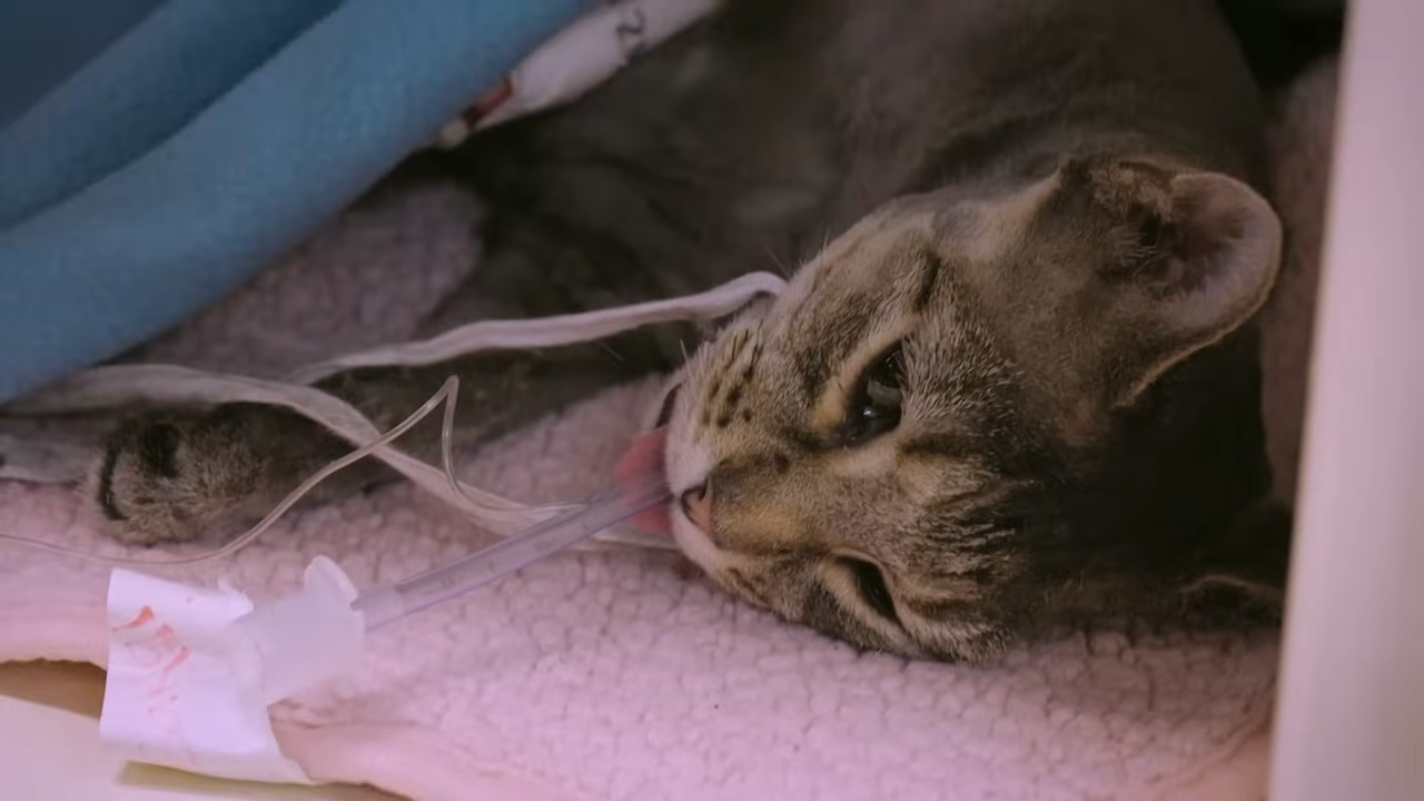 What happens when the cat eats overnight and the symptoms vanish by morning