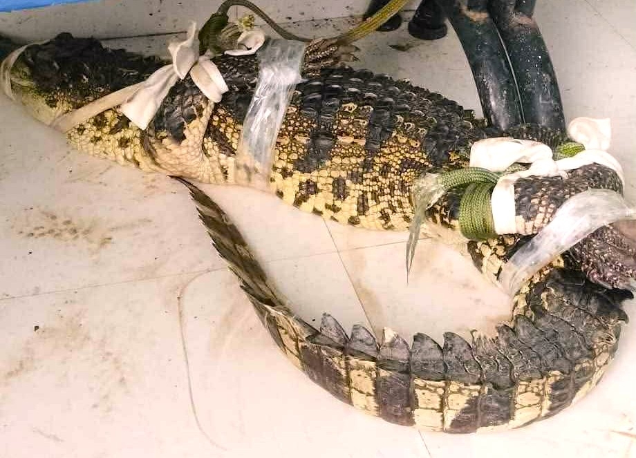 Cá sấu gần một mét xuất hiện sát nhà dân
