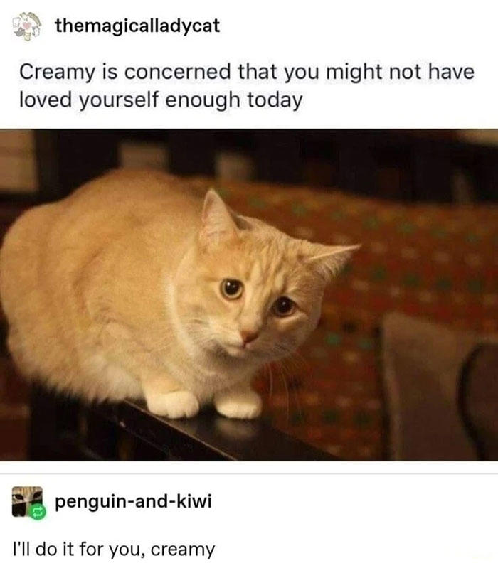 47 of the funniest and most relatable cat memes shared by this IG page