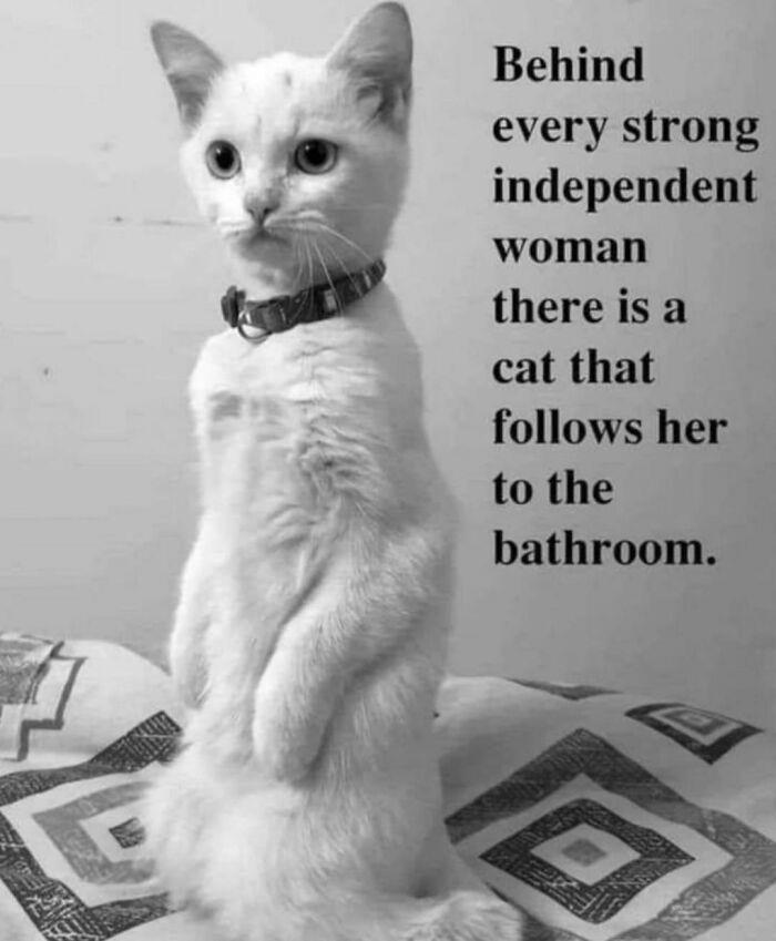 47 of the funniest and most relatable cat memes shared by this IG page