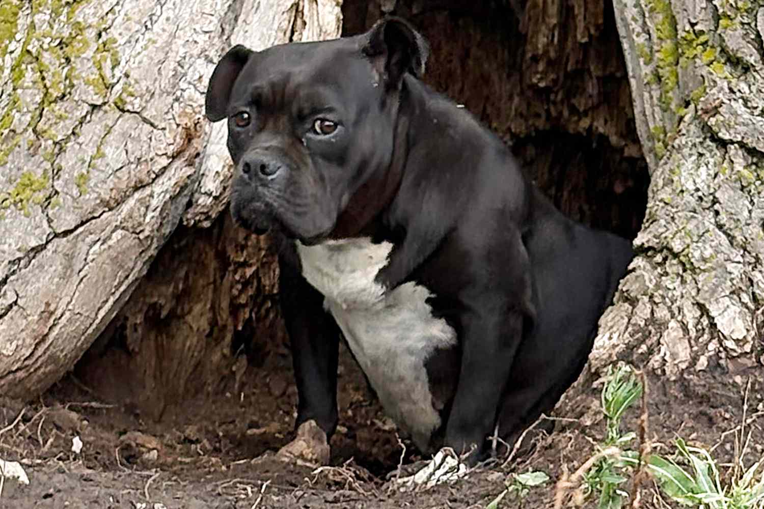 Fearful stray dog living inside tree saved from Chicago's brutal winter(02)