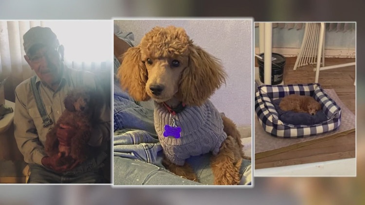 Beloved poodle killed in yard attack, West Texas family calls for ...