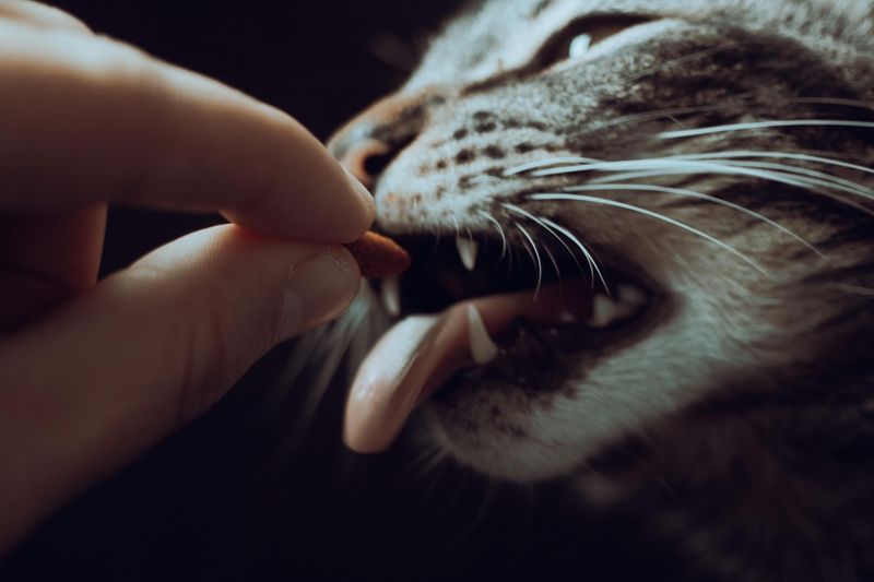 How to correct your cat without yelling – 10 effective and gentle methods