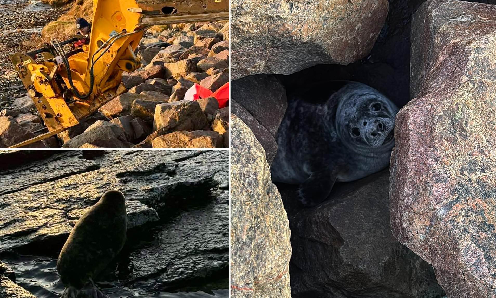 Between a rock and a hard place... digger to rescue after seal pup gets ...