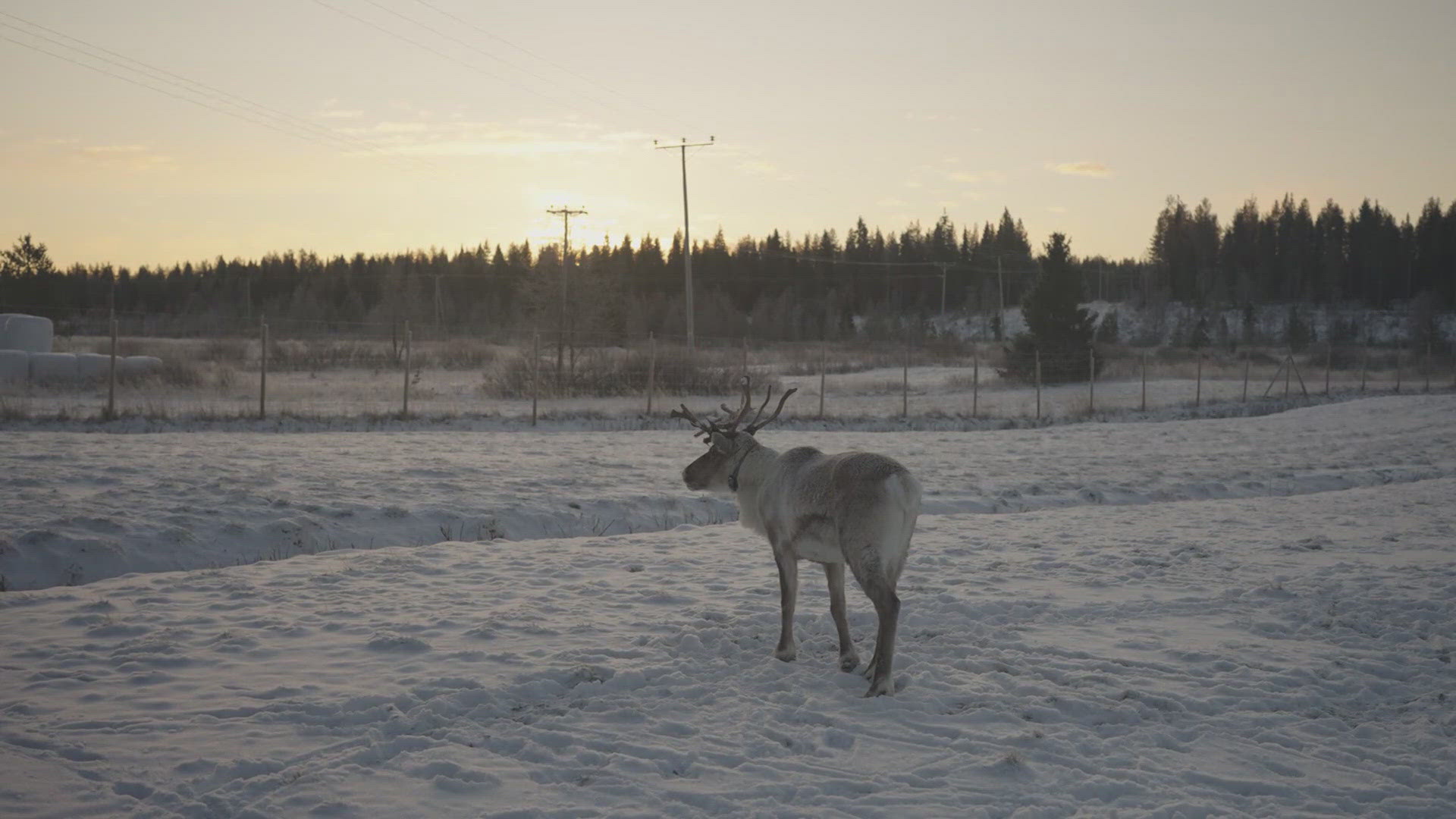 Putin’s war on Ukraine linked to reindeer deaths in Finland<br><br>
