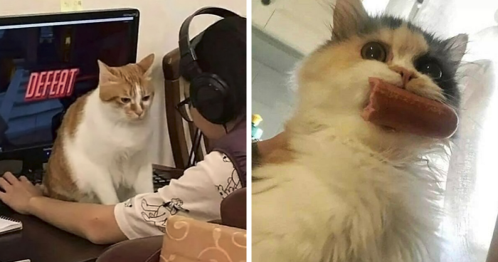 50 Unhinged Cat Pics That Require No Context To Be Enjoyed