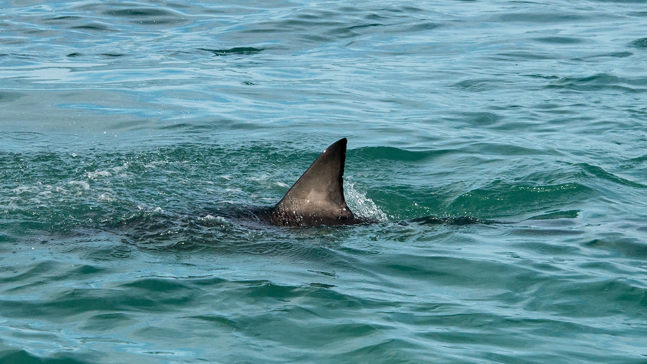 Swimmer vanishes after possible shark encounter off California coast during group outing<br><br>
