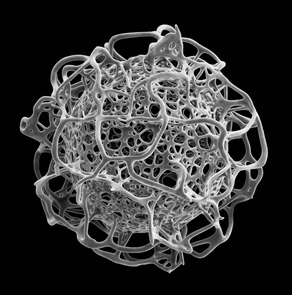 See wonders of the 'nanocosmos' through an electron microscope