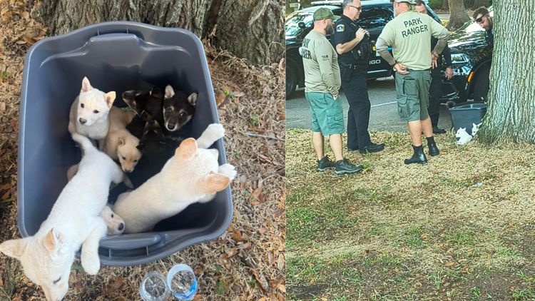 Sick puppies left abandoned in storage container at Largo park; police ...