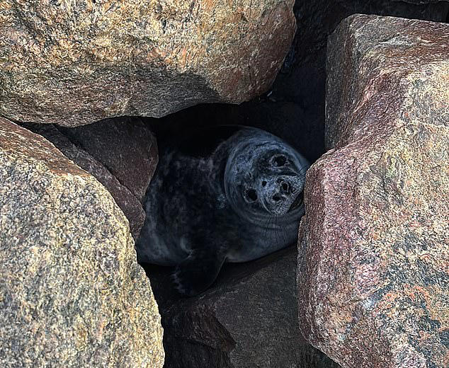 Between a rock and a hard place... digger to rescue after seal pup gets ...