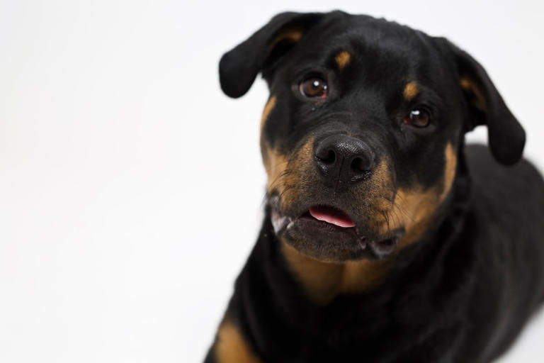 Rottweiler refuses to let mom shut the door and it's the sweetest