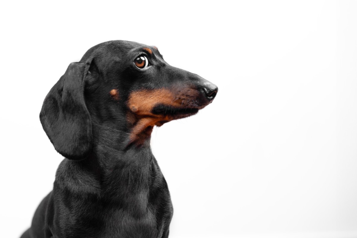 Watch how this dachshund reacts to her owner's anxiety in a viral TikTok