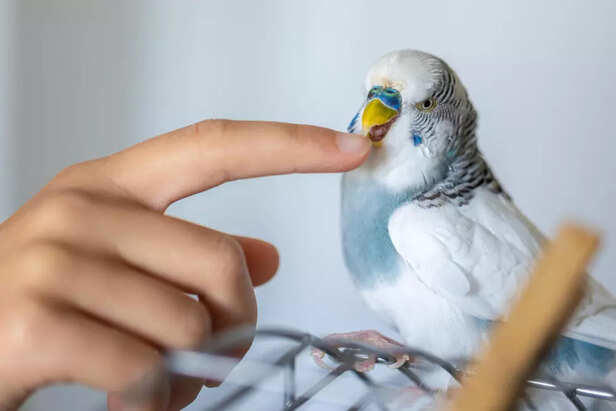 a-beginner-s-guide-to-choosing-the-right-pet-bird