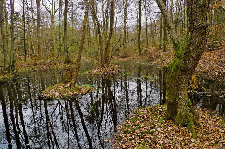 2,300-year-old Celtic gold coins found in Swiss bog