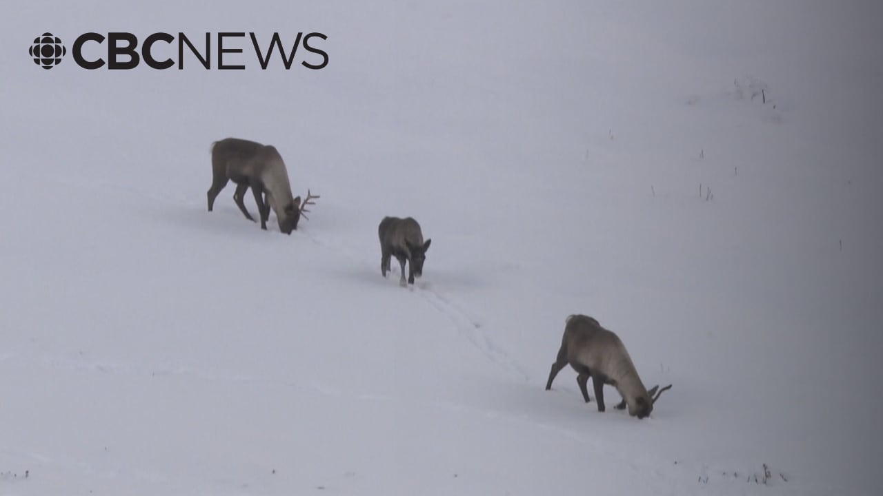 New maps detail sharp decline in Bathurst caribou herd in NWT