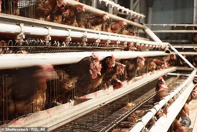 Farmers now risk being undercut by imports after Labour's animal ...