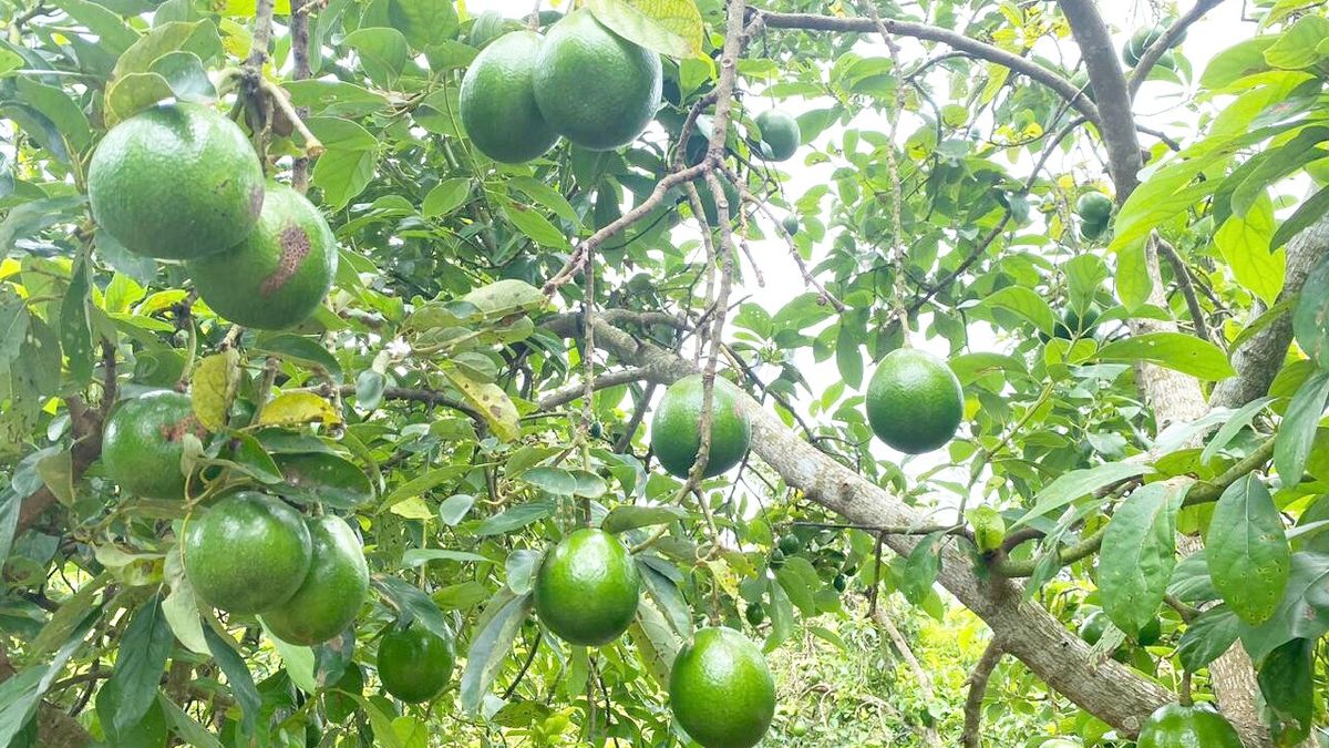 Iftitah Bawa Petani Kediri Kembangkan Agrowisata Alpukat di Tanjung Banun Batam