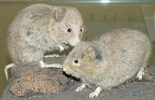 7 unique animals that can only be found in the UK