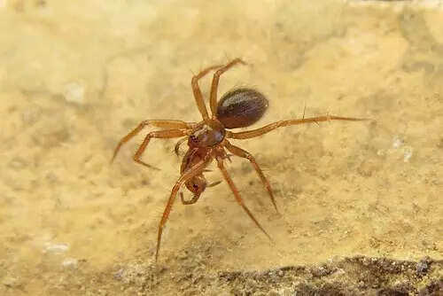 7 unique animals that can only be found in the UK