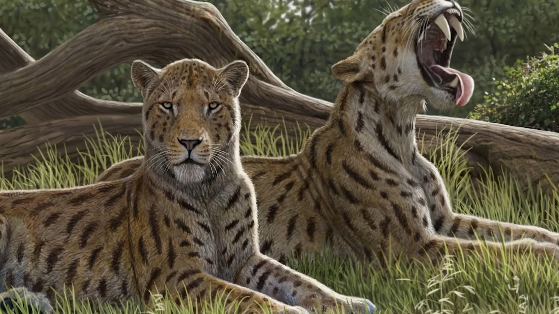 How an ancient big cat became one of humanity’s first nightmares
