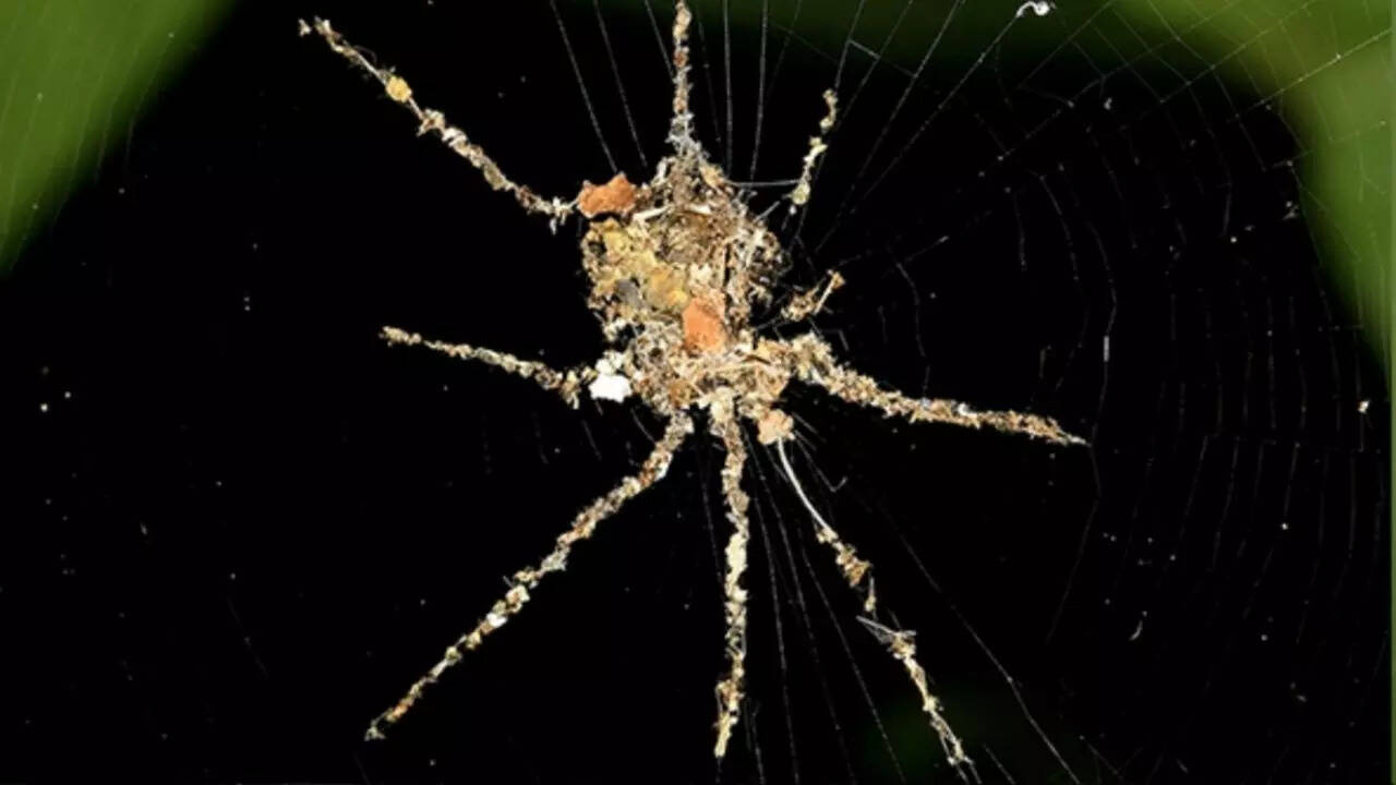 Some spiders make fake spiders in their webs to deter predators: Study