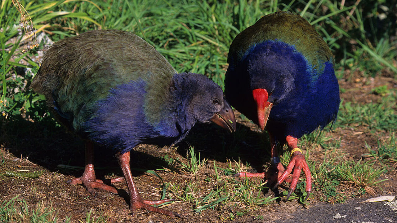 Kerstmirakel in Nieuw-Zeeland: 'Onvruchtbaar' en zeldzaam takahē ...