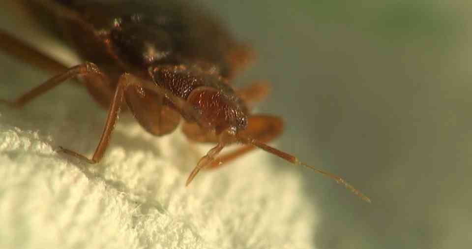 What evolution did to make bed bugs so resilient